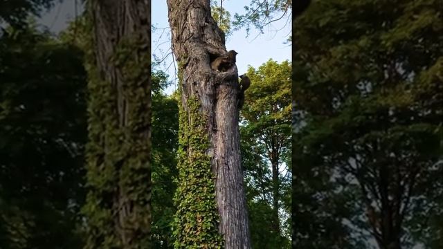 Когда ОЧЕНЬ хочешь домой. Прикол. Милые Е Н О Т И К И ! смотреть онлайн