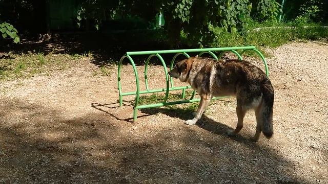 Канис собачья площадка у 38 дома смотреть онлайн