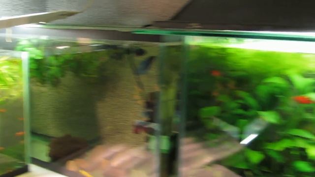 Поговорим о рыбках на разводне. смотреть онлайн