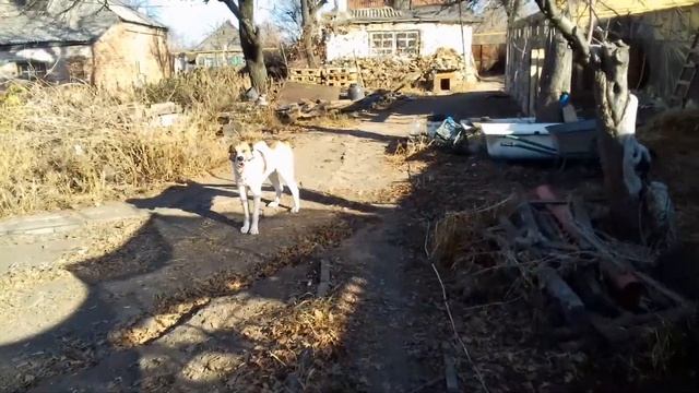 Переселение трёх месячных поросят к четырёх месячным. Не могу посчитать поросят :) смотреть онлайн