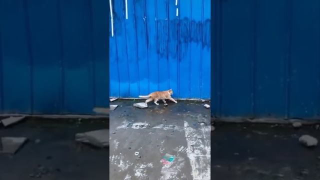 Аккуратнее кошек, зверя нет. смотреть онлайн