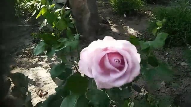 Роза блю мун смотреть онлайн