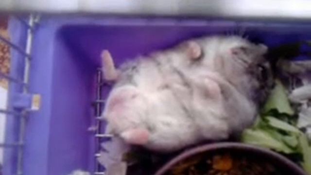 Хомячок на спинке смотреть онлайн