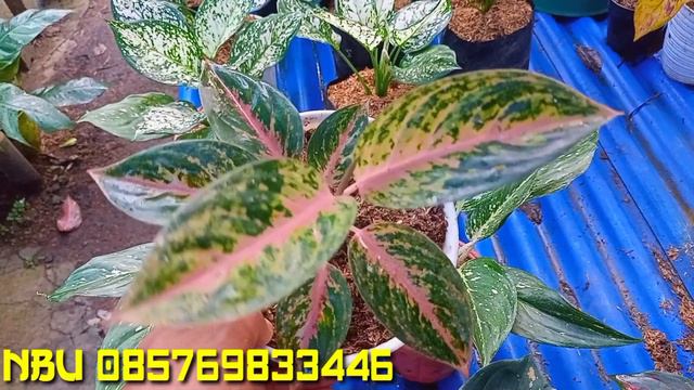 OBRAL AGLONEMA RUMPUN DAN ENGKELAN смотреть онлайн