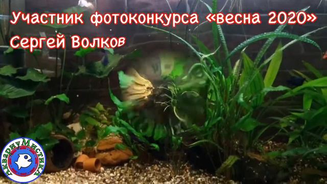 Фотоконкурс «весна 2020» смотреть онлайн