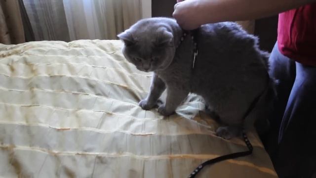 Одеть шлейку коту смотреть онлайн