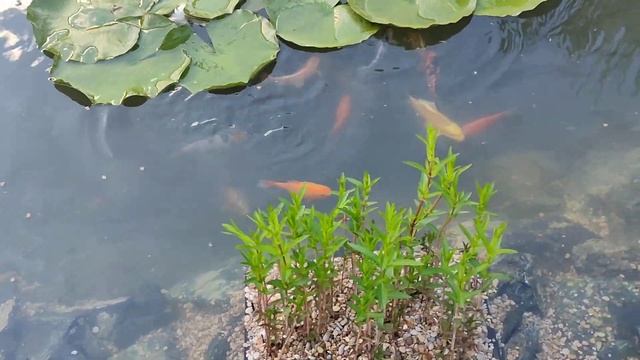 Какие водные растения лучше для декоративного пруда. смотреть онлайн