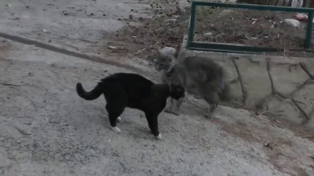 Бытха_Сочи_Делать было нечего,дело было вечером.mp4 смотреть онлайн