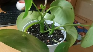 Пеперомия Рейндроп и хвостик про Циперус