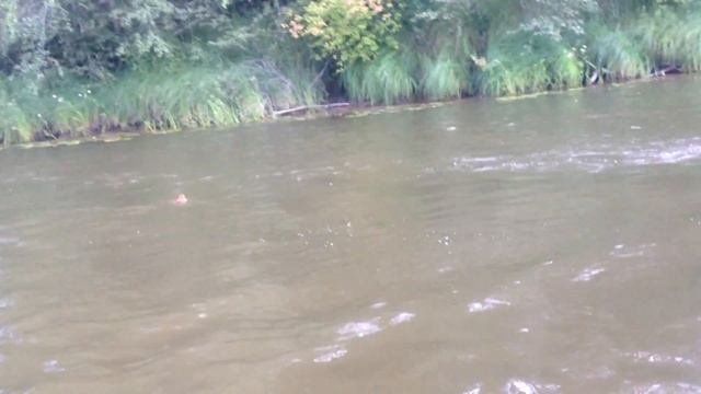 Никогда не думал, что БЕЛКИ так хорошо плавают… 1.2 млн. просмотров смотреть онлайн