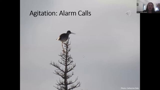 Birds of Newfoundland: Shorebirds and Gamebirds смотреть онлайн
