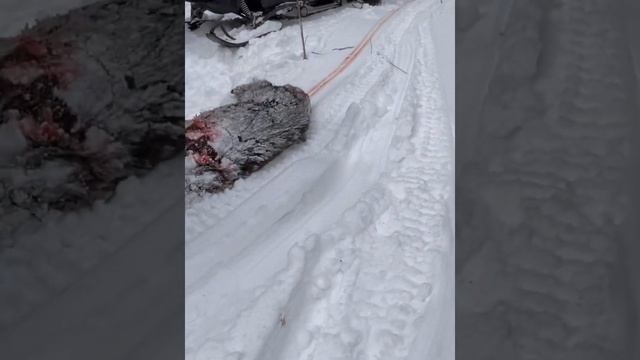 Охота на кабана в Белебеевском районе Башкортостана смотреть онлайн