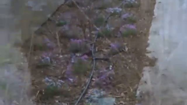 My Creeping Phlox смотреть онлайн