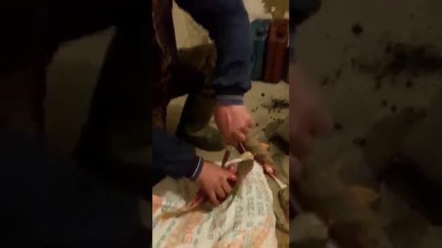 ПРАВИЛЬНАЯ РАЗДЕЛКА РЫБЫ смотреть онлайн