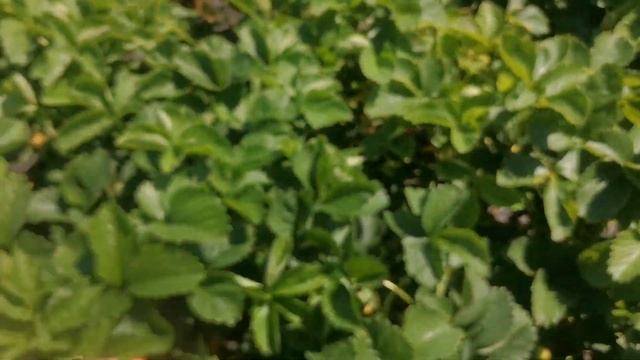 Соната!!! Вкуснейшая ягодка с потрясающим размерами. смотреть онлайн