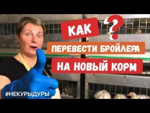 Выращивание бройлеров суточные цыплята.