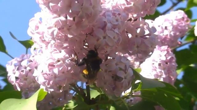 Цветущие деревья и кустарники ✿✿✿ Футажи для видеомонтажа HD ✿✿✿ Натуральные видеофоны ✿✿✿ смотреть онлайн