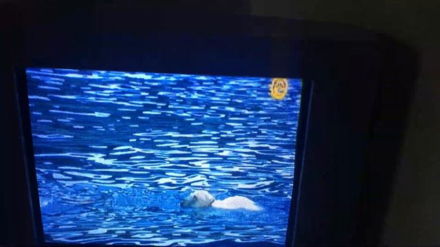 Мир животных.белые медведи смотреть онлайн