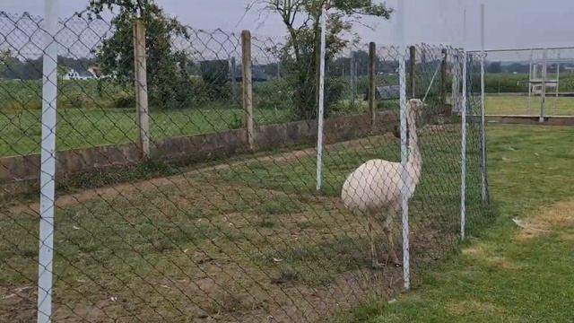 Домашний зоопарк, Павлины, Нанду смотреть онлайн