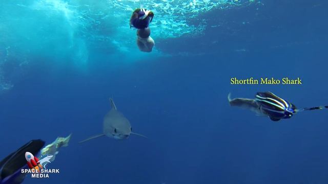 Mako Shark Speed #shark #sharks #sharkweek #adventure #mexico #islamujeres #wildlife #mako