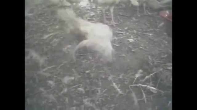 10 Sec Animal Cruelty Public Service Announcement смотреть онлайн