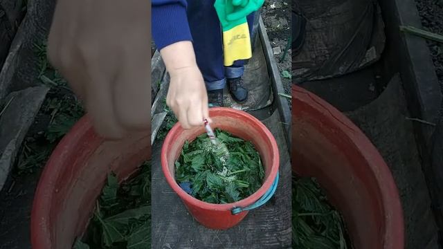 Самая лучшая зеленая подкормка из крапивы с дрожжами! смотреть онлайн