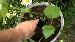 ВЫРАЩИВАНИЕ ОГУРЦОВ В ВЕДРАХ ЧАСТЬ 1