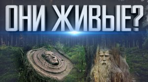 ДЕРЕВЬЯ РАЗУМНЫ | ПРИРОДА ВАС ПОНИМАЕТ | ЛЕС — ЭТО ГОРОД