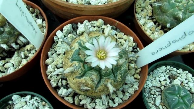 My Lophophora Cactus Plants 'Peyote' Cacti in Flower in the Polytunnel смотреть онлайн