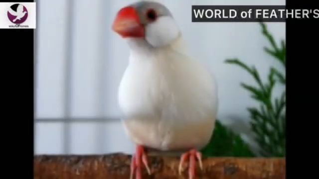 types of java sparrow | Java sparrow major types | species of java sparrow | WORLD of FEATHER'S смотреть онлайн