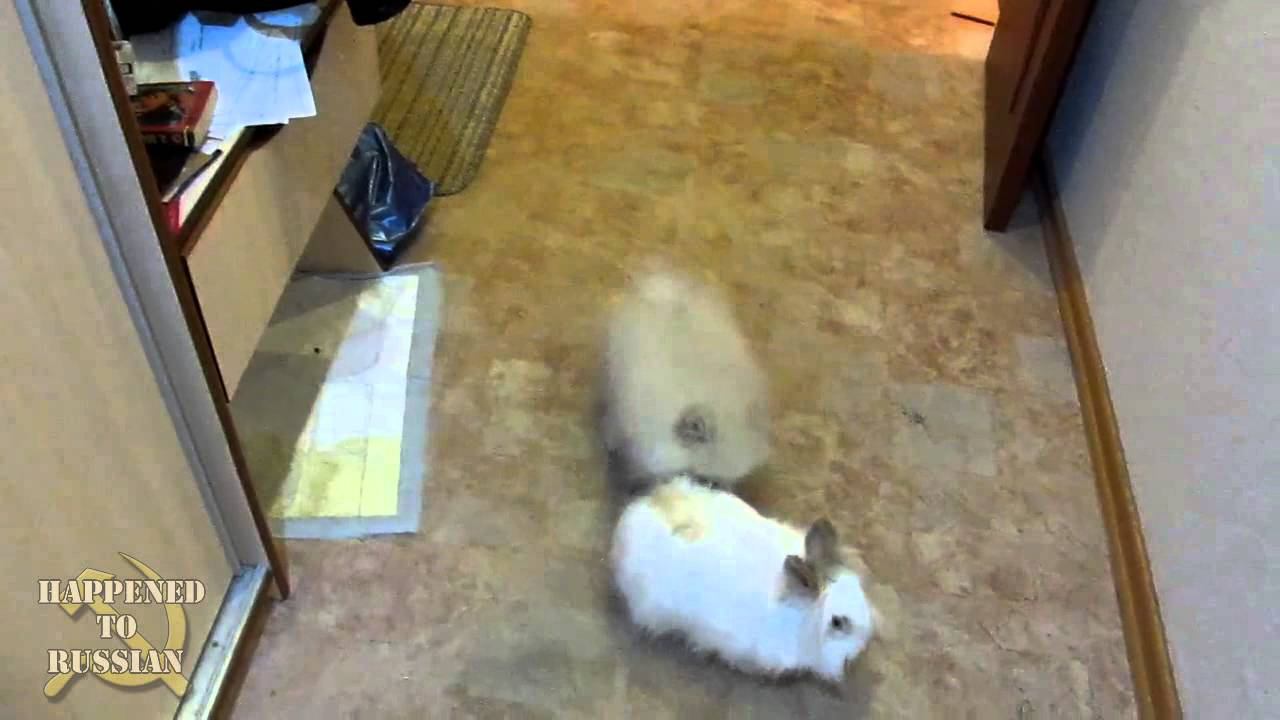 Похищение кролика (Spitz steals the Bunny) смотреть онлайн