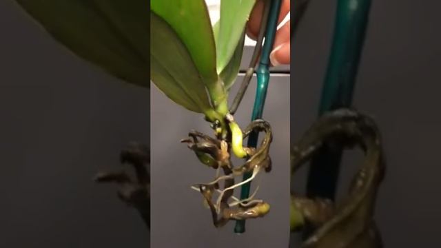 #орхидея #без #корней #растит #кейки #детку смотреть онлайн