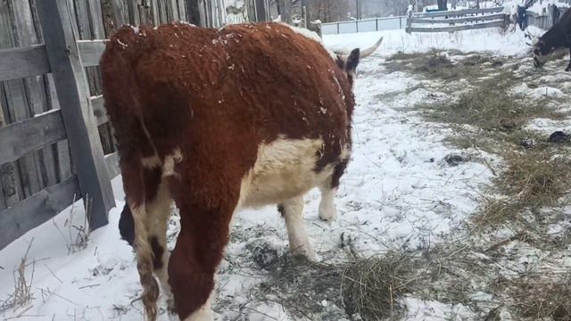 Продажа КРС Герефорды смотреть онлайн