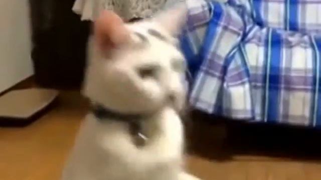 Смешной кот всех смешит своей походкой смотреть онлайн