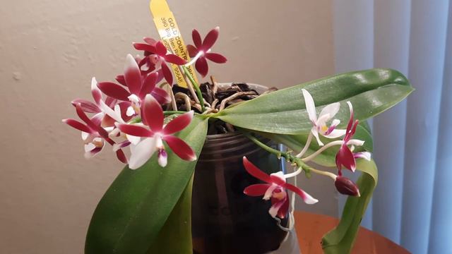 #цветение_зимой #Phalaenopsis_Speciosa #Tetraspis декабрь 22г.