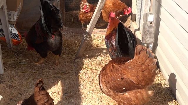 Welsummer roosters смотреть онлайн