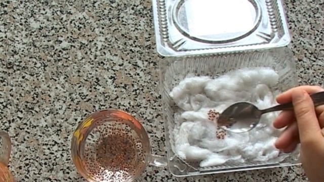 Кресс - салат на подоконнике. Самый необычный способ выращивания смотреть онлайн