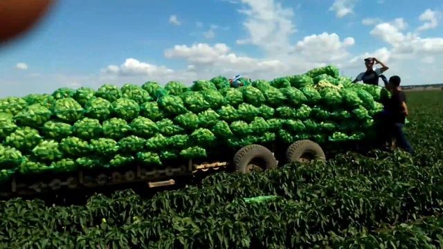 первый сбор перца " полет" , на поле смотреть онлайн