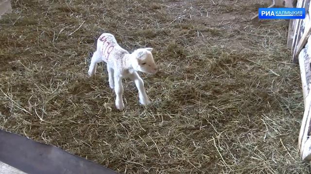 ДЕНЬ РЕСПУБЛИКИ 18 05 2022 ВЫПУСК НА КАЛМЫЦКОМ смотреть онлайн