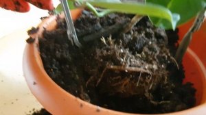 Пересадка цветка Стефанотиса, после покупки из магазина.