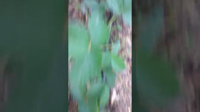 Высокая грядка для клубники 2