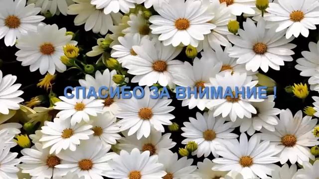 Актинидия - декоративная лиана с вкусными ягодами смотреть онлайн