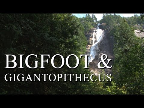 BIGFOOT & GIGANTOPITHECUS