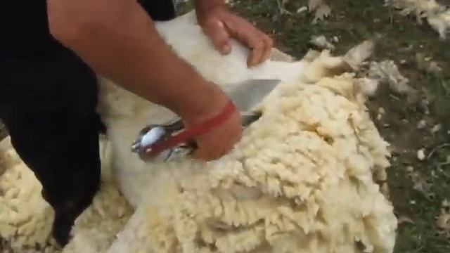 Blade Shearing With The New Watson Shears