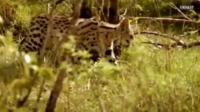 Сервал против Гепардов! Сервал против Змеи | Южная Африка смотреть онлайн