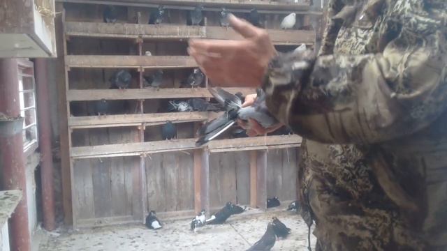Голуби Николаевские Краснодара и не только. смотреть онлайн