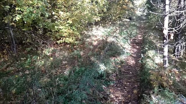 Надо сажать чеснок, укрыть клубнику, сходить за опятами,17.10.23.