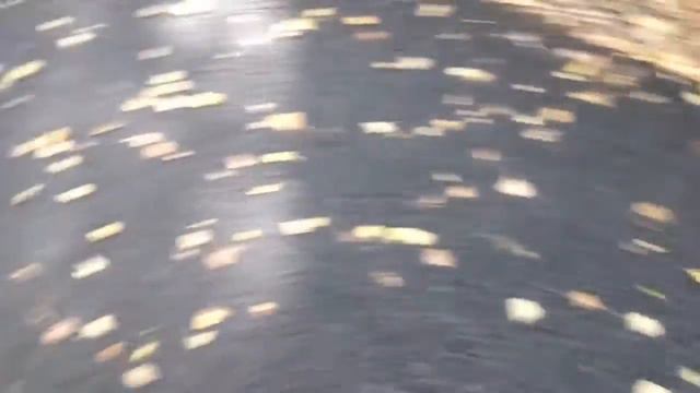 Белка в Томске смотреть онлайн