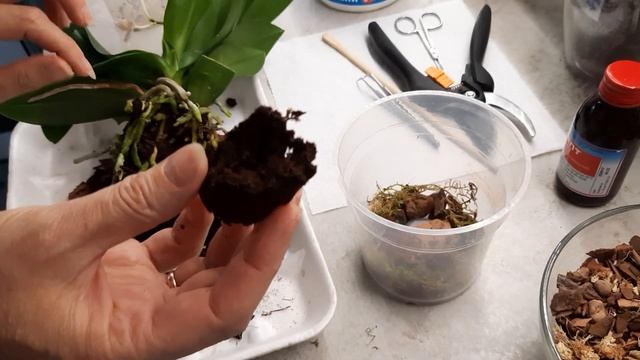 Пересадка орхідеї Замбія\ Фаленопсис Замбия (Zambia)\ Phalaenopsis Zambia, Multiflora