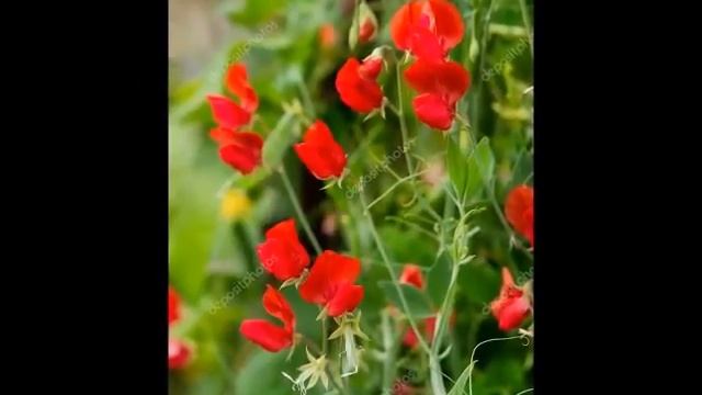 ЦВЕТЫ ДУШИСТОГО ГОРОШКА смотреть онлайн